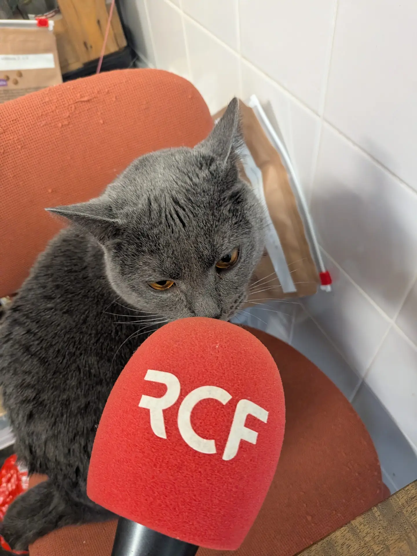 Bar à chats